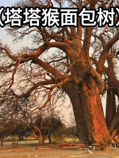 猴面包树能存水能住人,为何我国引进后大变样,看完涨知识了