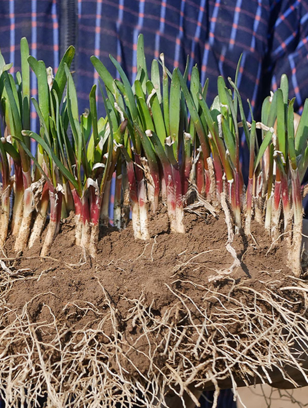 种一次吃十年,给5斤猪肉都不换,它就是山东特有的独根红韭菜!