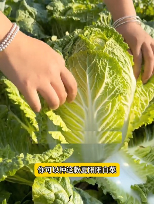 抗热夏洋大白菜,不用育苗撒籽就长,种一次吃到来年春!