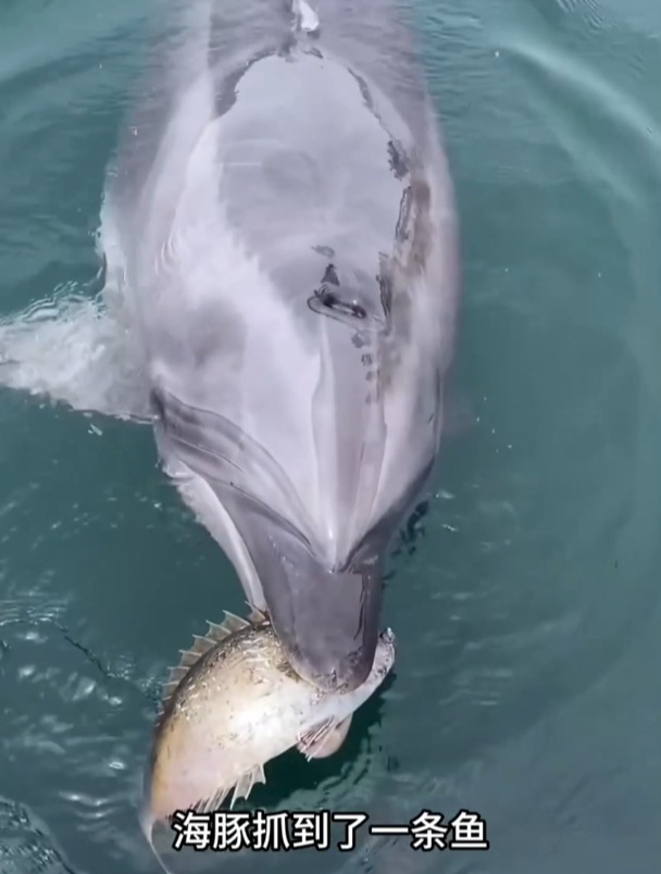 聪明的海豚,还会给人类送鱼