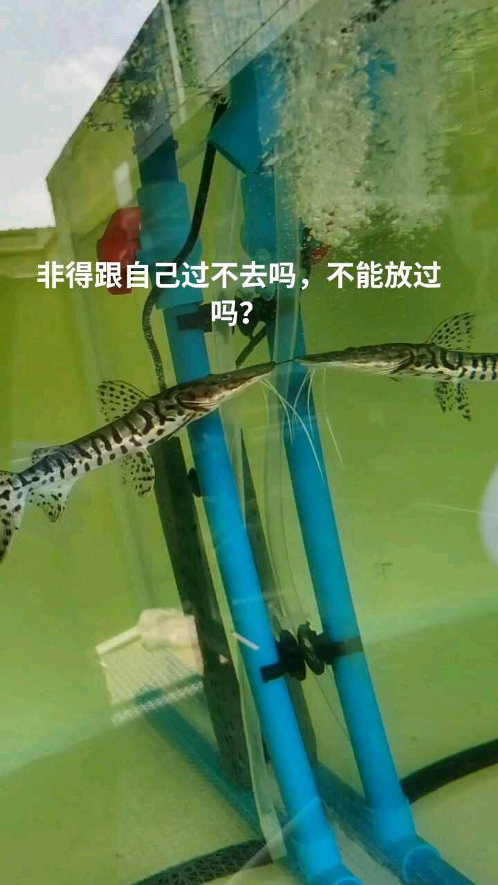 倔强的鸭嘴鲨 非跟自己过不去