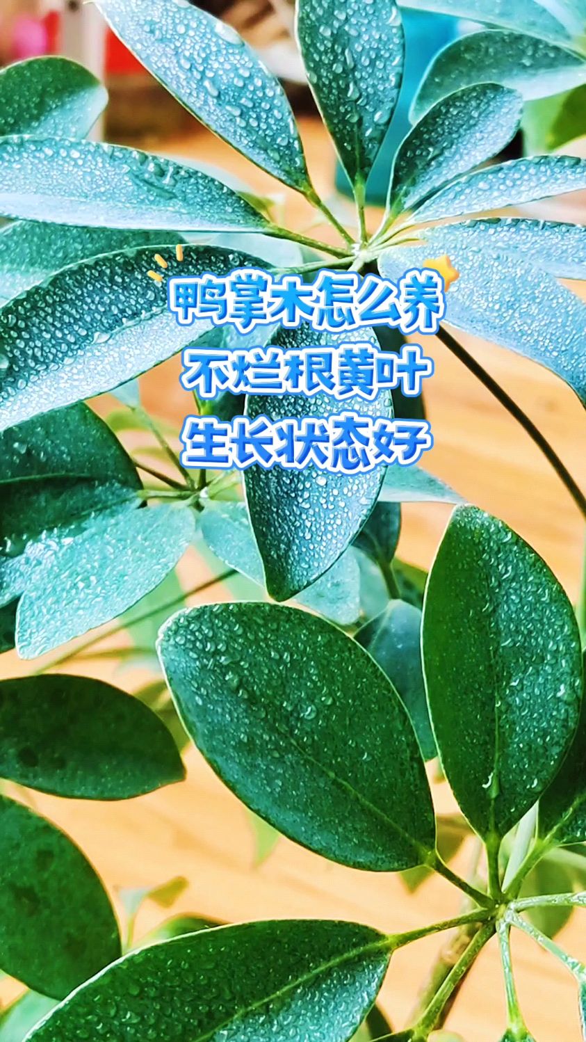 鸭掌木怎么养?不烂根黄叶,生长状态好