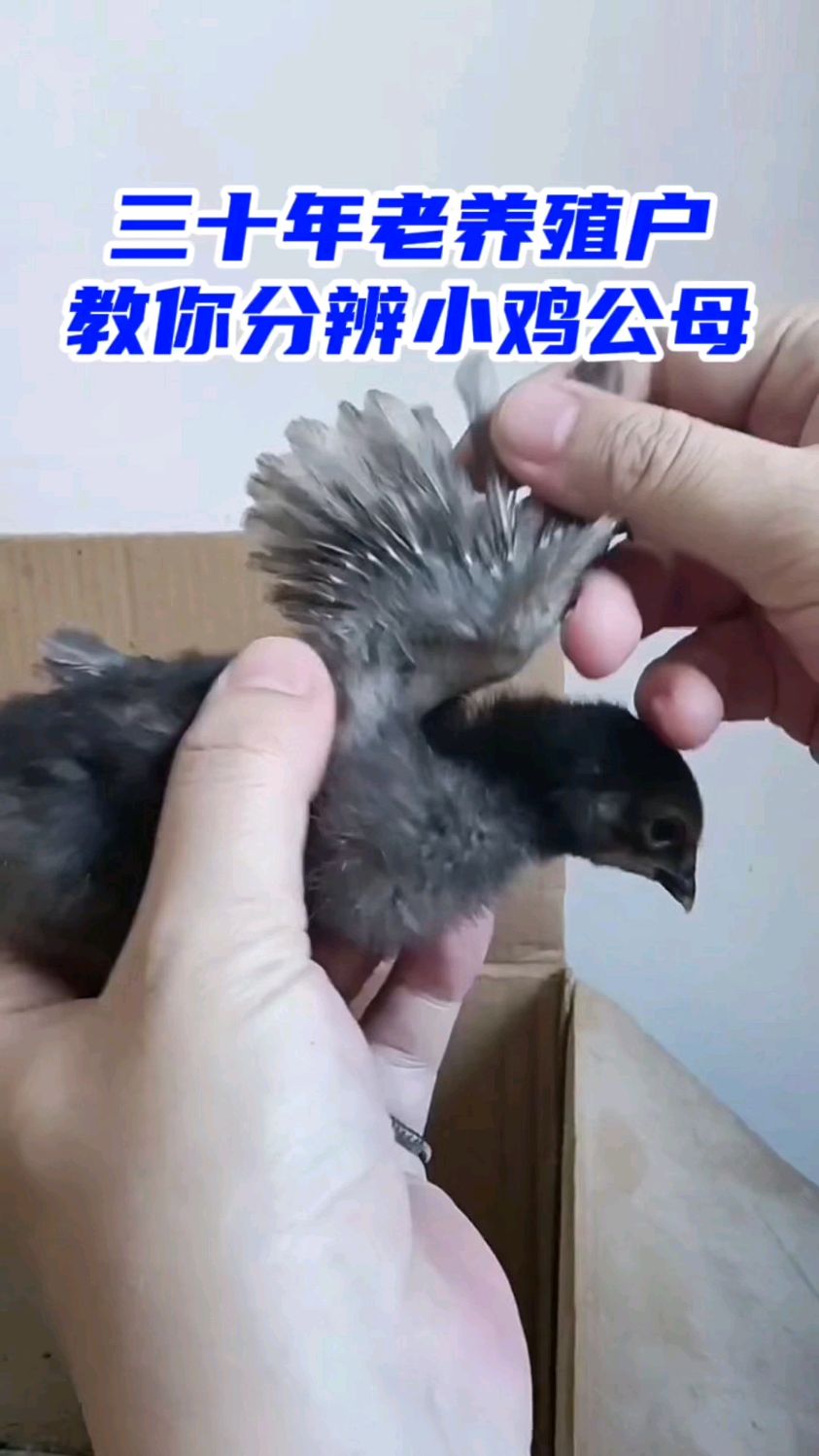 三十年老养殖户教你一分钟分辨小鸡公母!