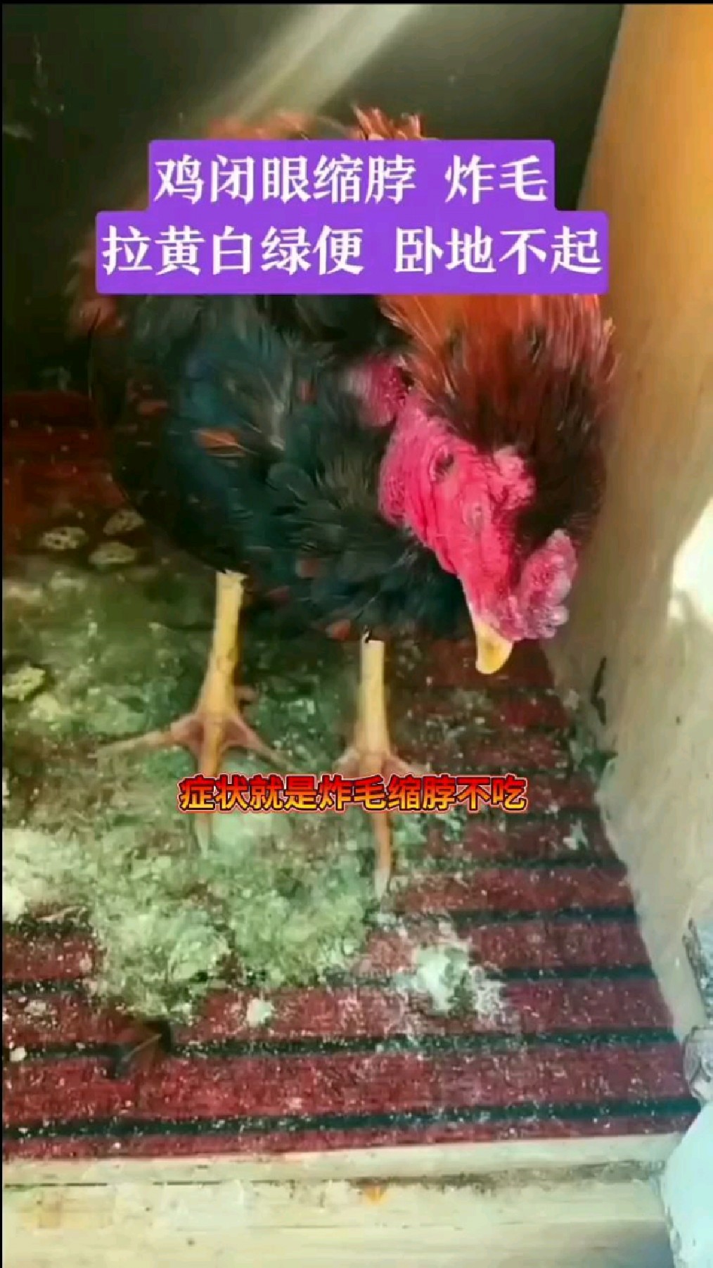 鸡生病拉黄白绿便怎么办