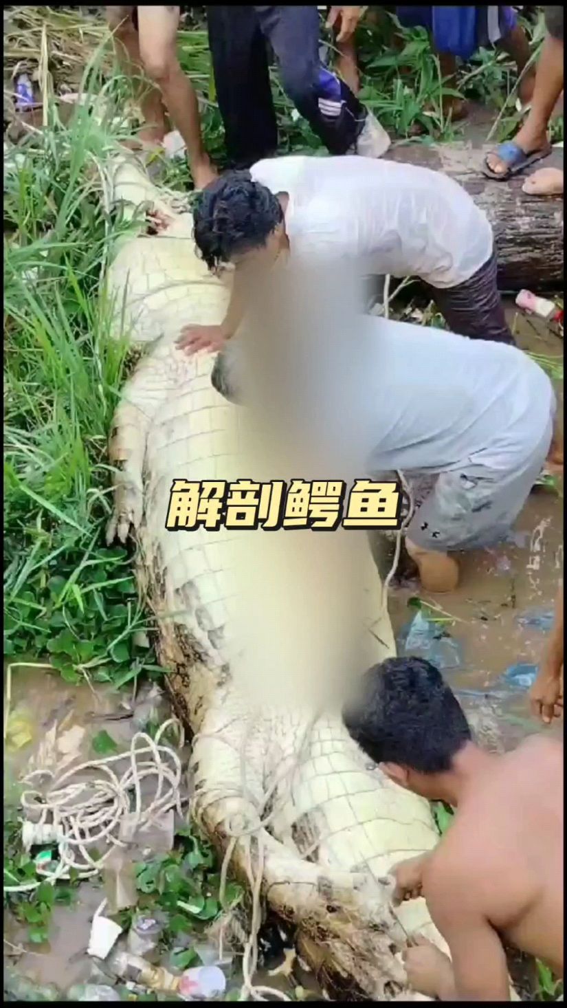 鳄鱼吞食了小孩,然而当抓住它后,解剖开来却什么也没有发现