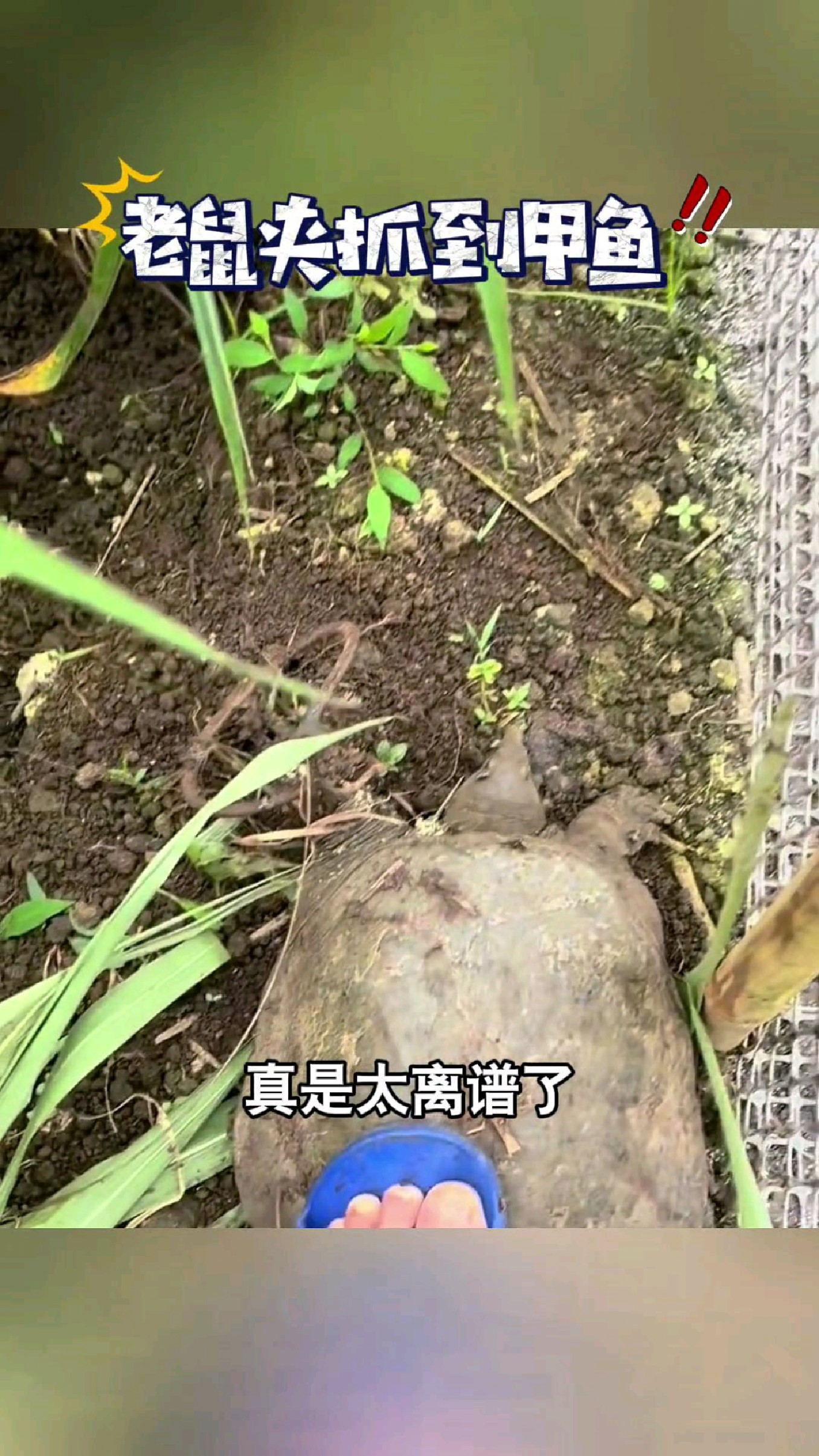 在鱼塘附近抓到了一只野生大甲鱼,这个龟甲真的是老到冒烟了