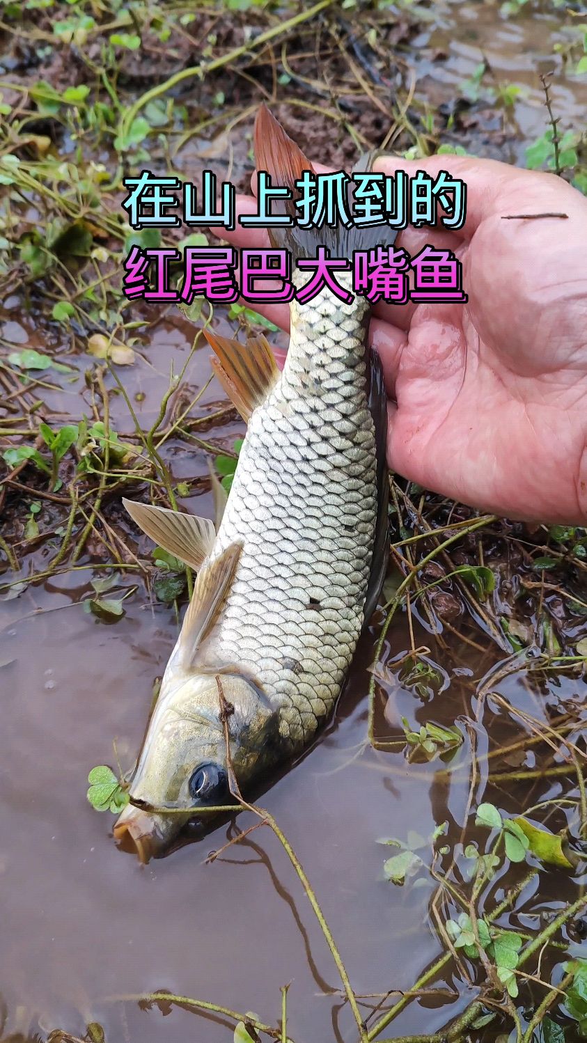 在山上抓到一条红尾巴大嘴鱼
