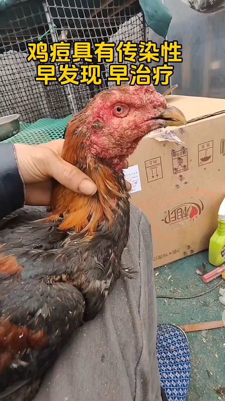 鸡身上都是小痘痘