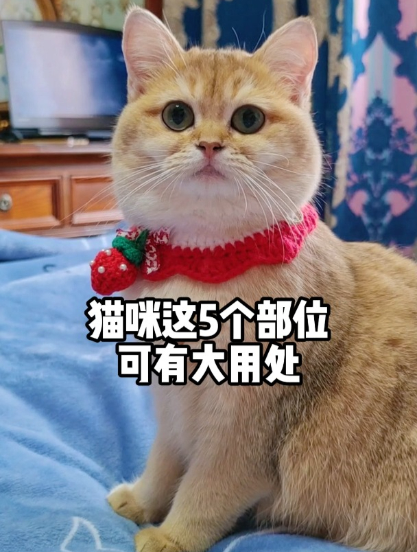 小猫咪这5个部位可有大用处!猫:哥身上都是宝