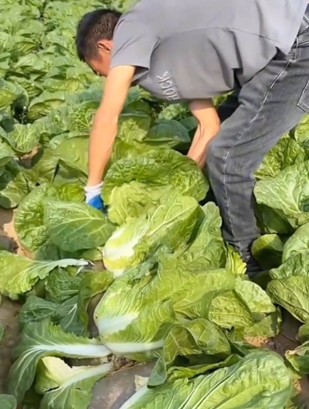 抗热夏阳白菜,不用育苗撒籽就长,从夏天一直吃到深冬!