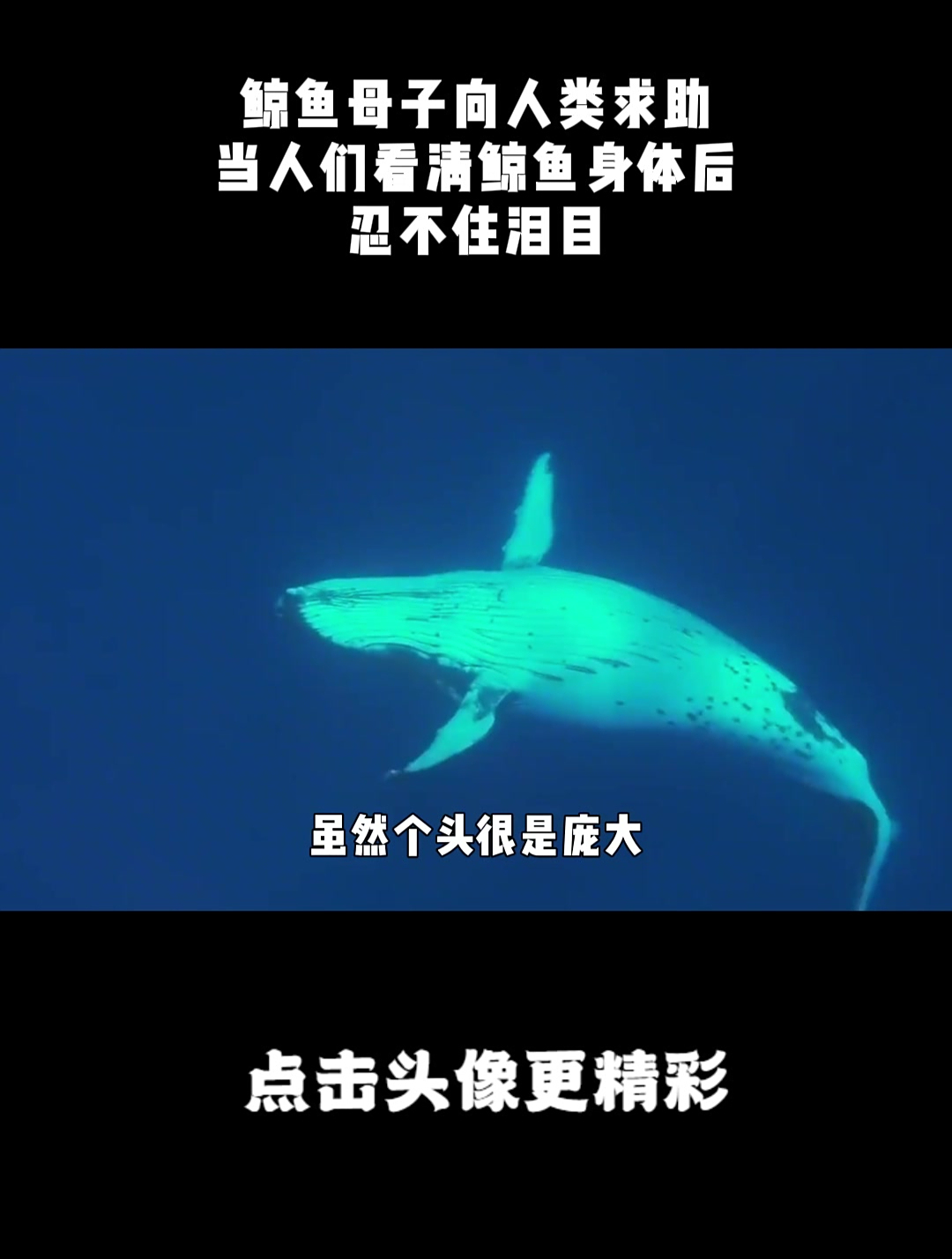 鲸鱼母子向人类求助,当人们看清鲸鱼身体后,忍不住泪目!