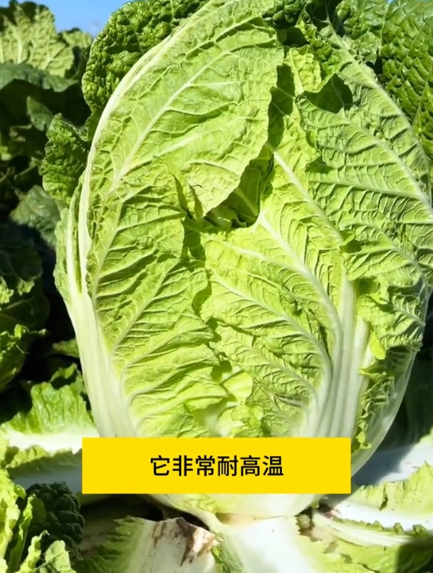 夏阳大白菜,温度越高长得越好,口感脆甜还不招虫