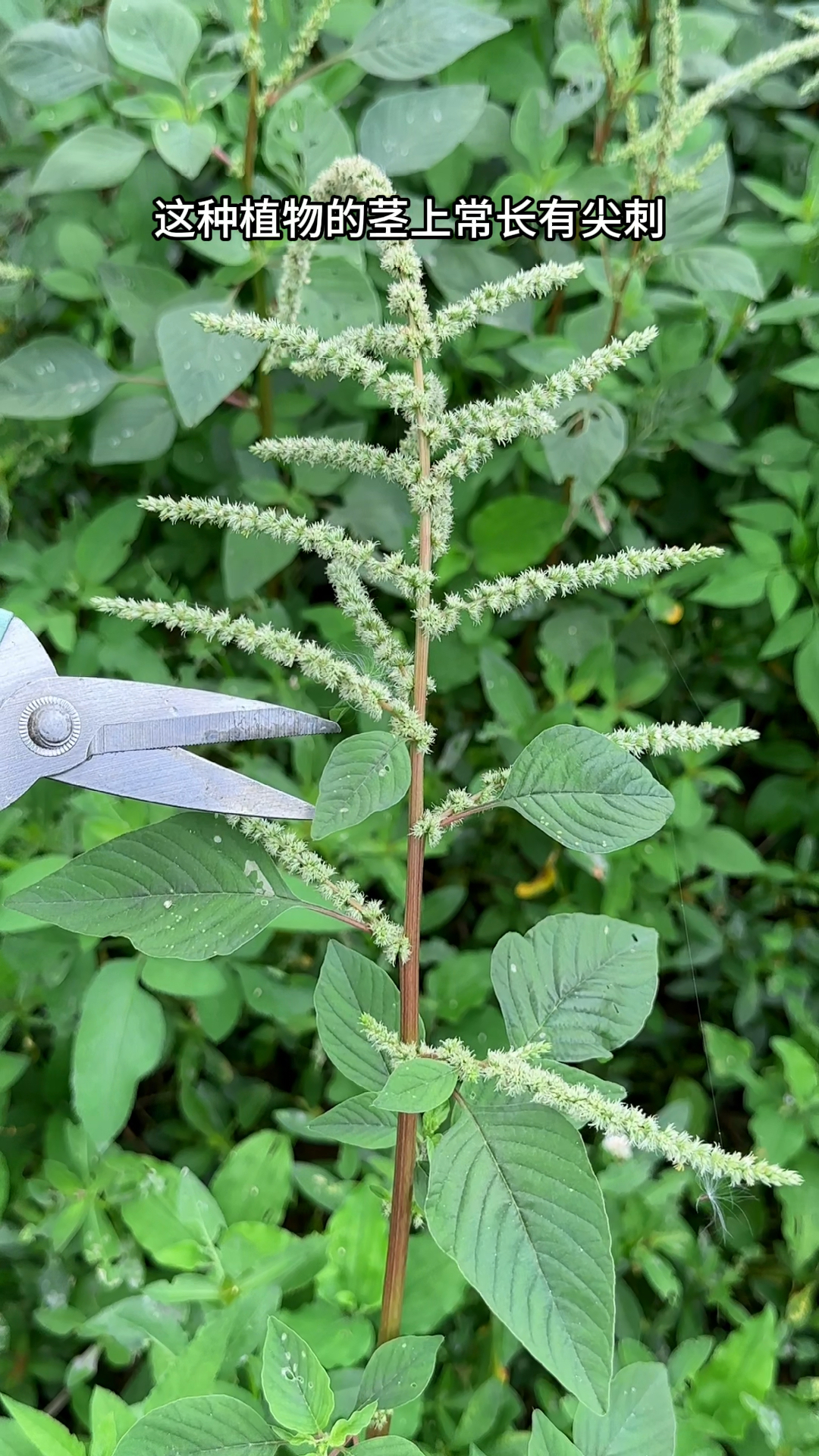 刺苋菜的花朵开了,农村人在夏天忙着采摘它,你认识这种植物吗