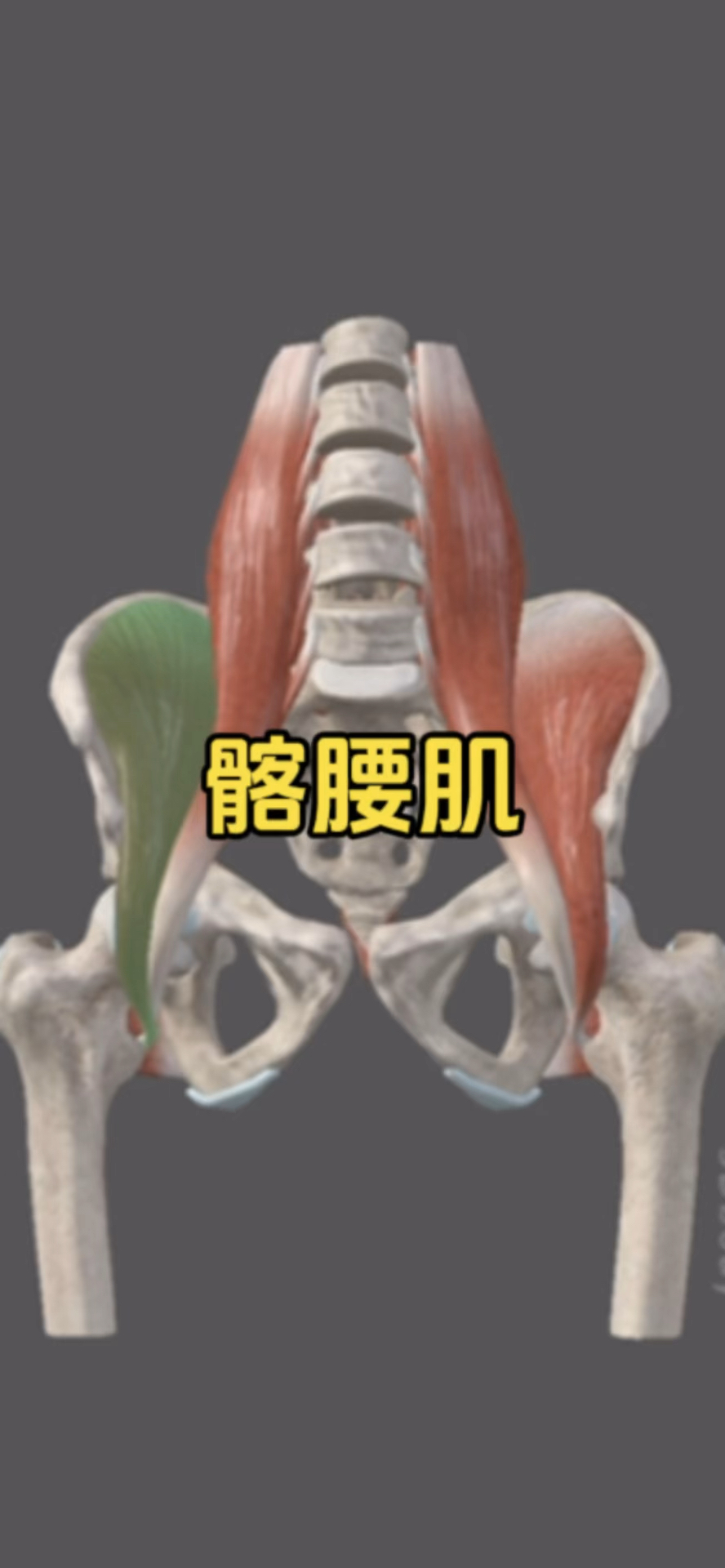 认识被我们常常提起的髂腰肌!