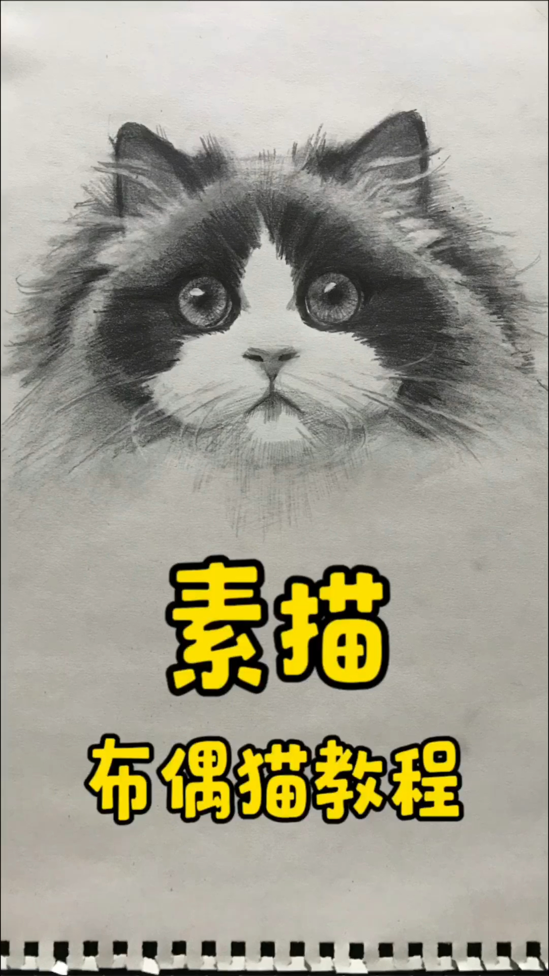 超简单素描布偶猫头像～