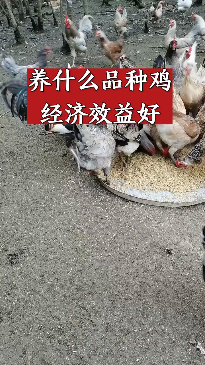 养什么品种的鸡经济效益好