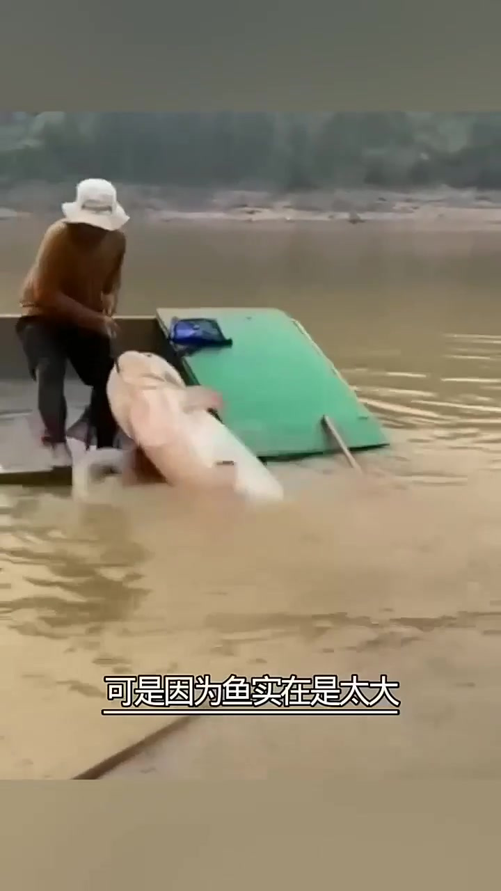 巨大的河鱼,下集更精彩!