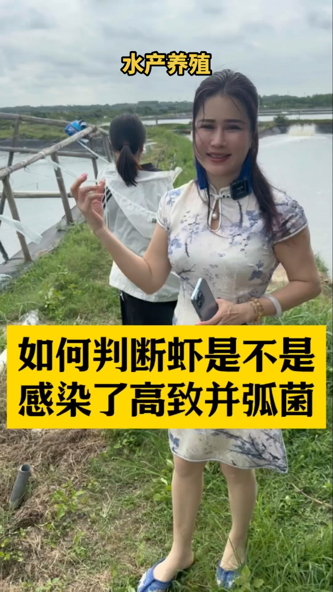 养虾技术,如何判断虾是不是感染了高致并弧菌#南美白对虾养殖