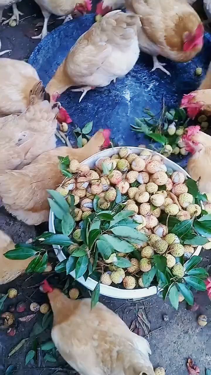 青霉素喂鸡好处多多
