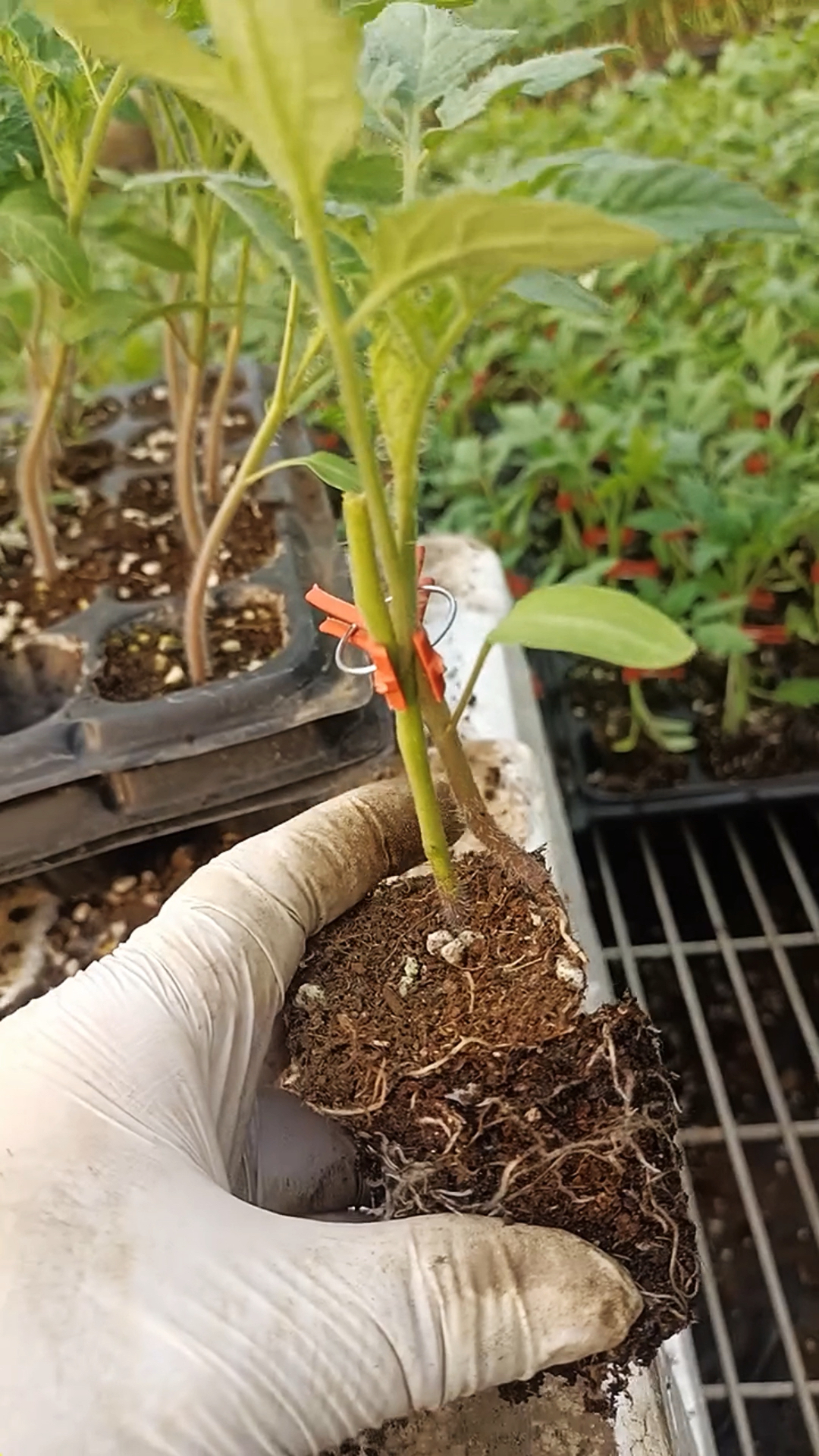 西红柿劈接法是一种常见的嫁接方法,适用于蔬菜种植