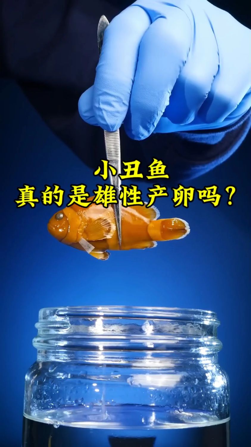 小丑鱼真的是雄性产卵吗 看到他们的关系真的复杂#小丑鱼繁殖