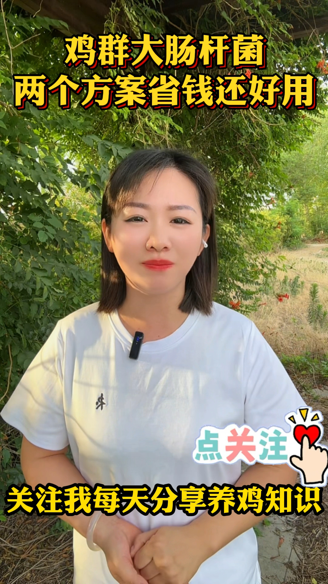 鸡群大肠杆菌两个方案省钱还好用