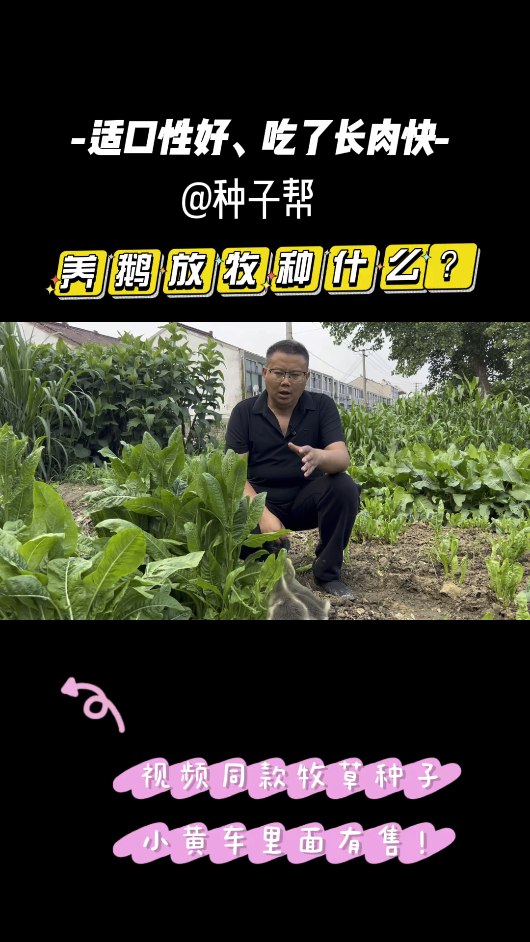 养鹅既可以放牧、又可以收割的牧草,菊苣营养均衡,小鹅吃好消化