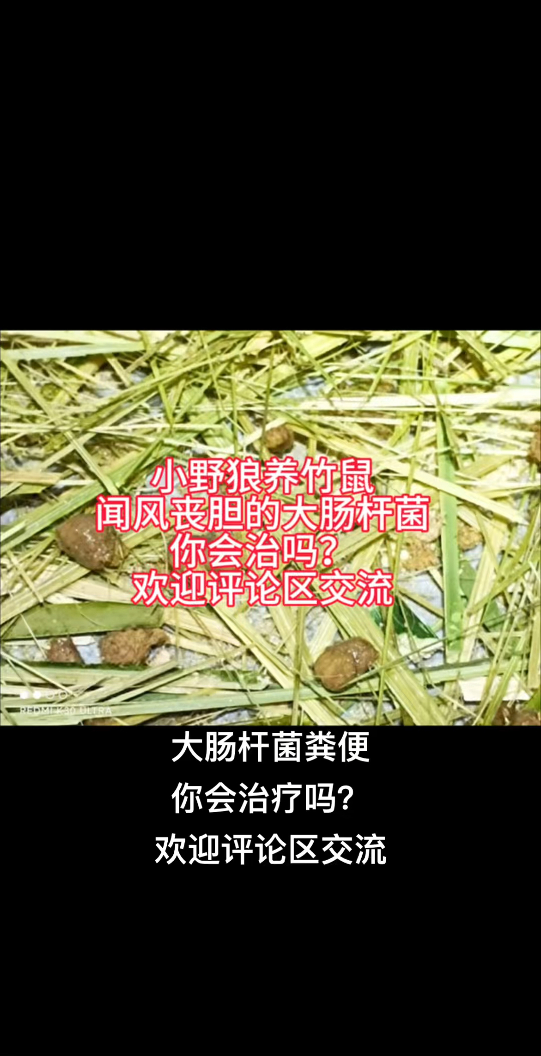 大肠杆菌粪便你会治吗?欢迎评论区交流#三农养殖 #养殖疾病