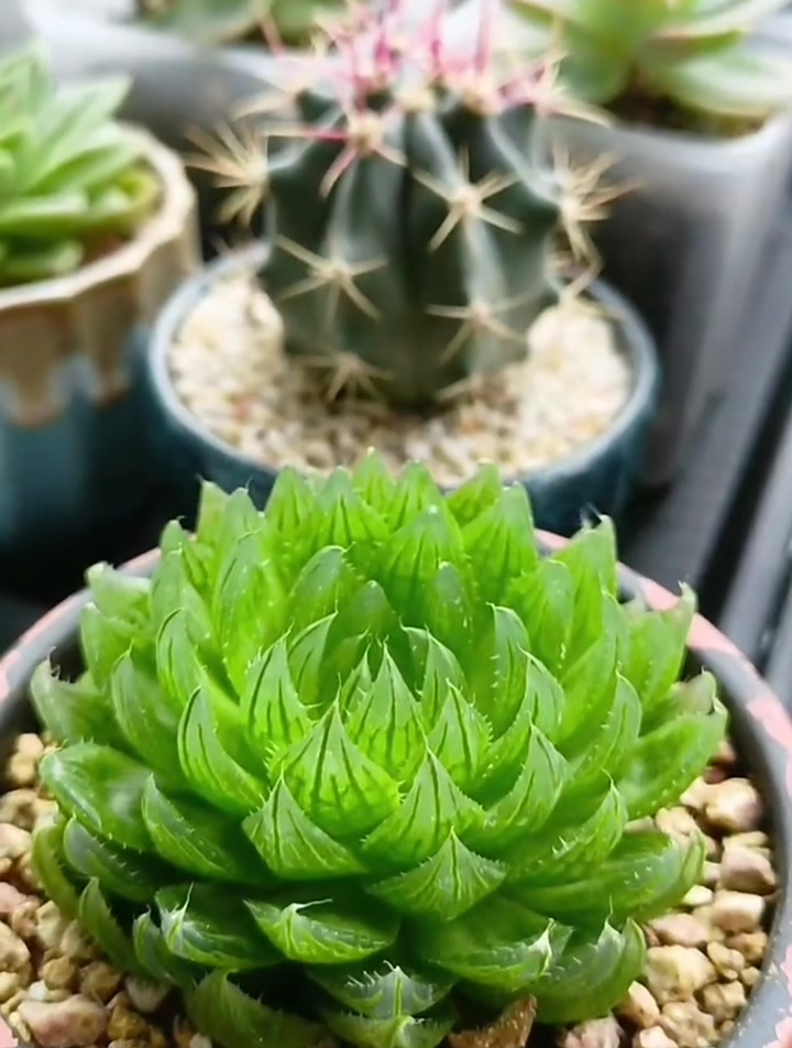 多肉玉露跟朝霞锦,这个季节如此雷同!