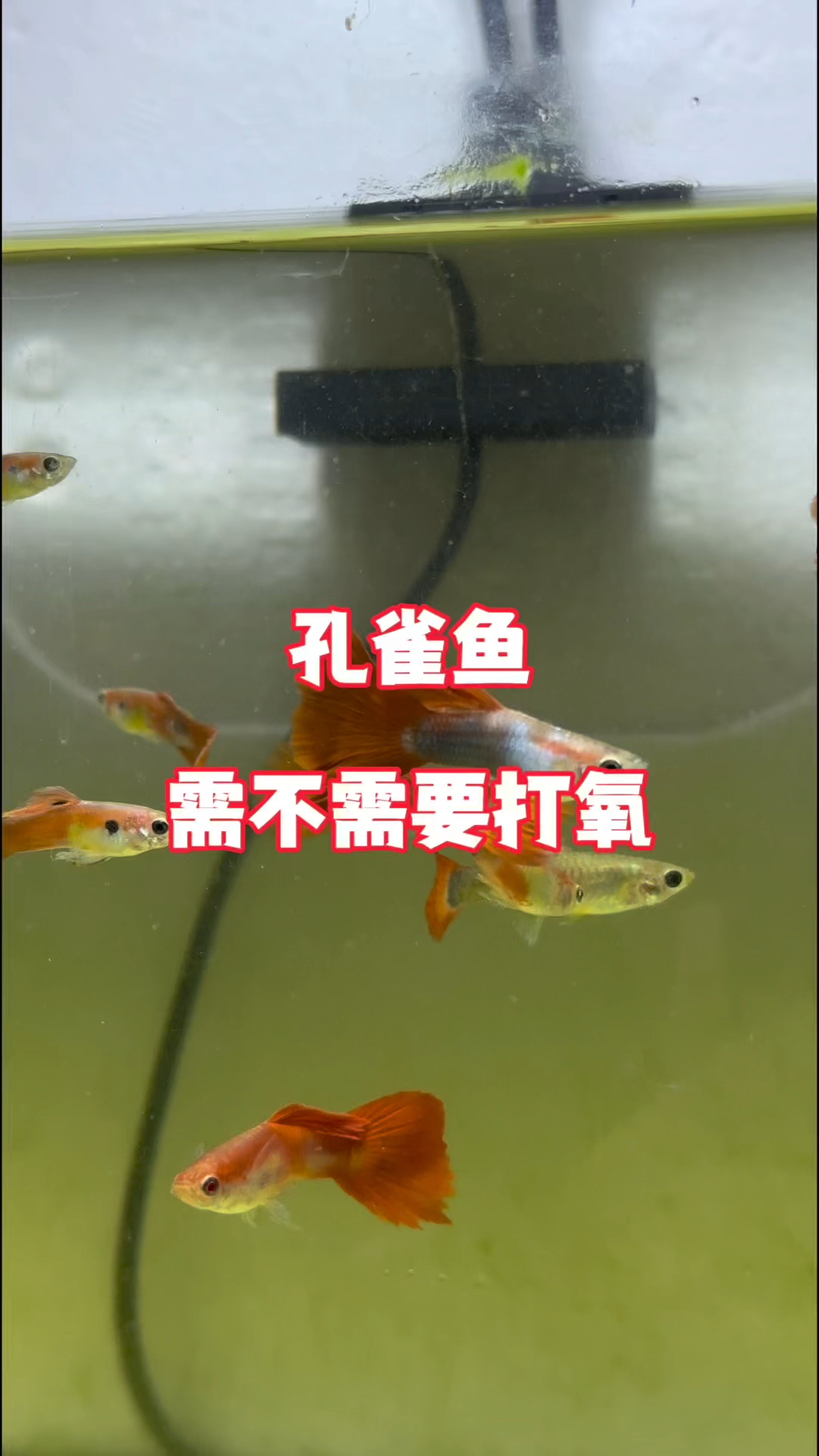 孔雀鱼需不需要打氧#水族 #鱼缸里的大自然 #养鱼日记