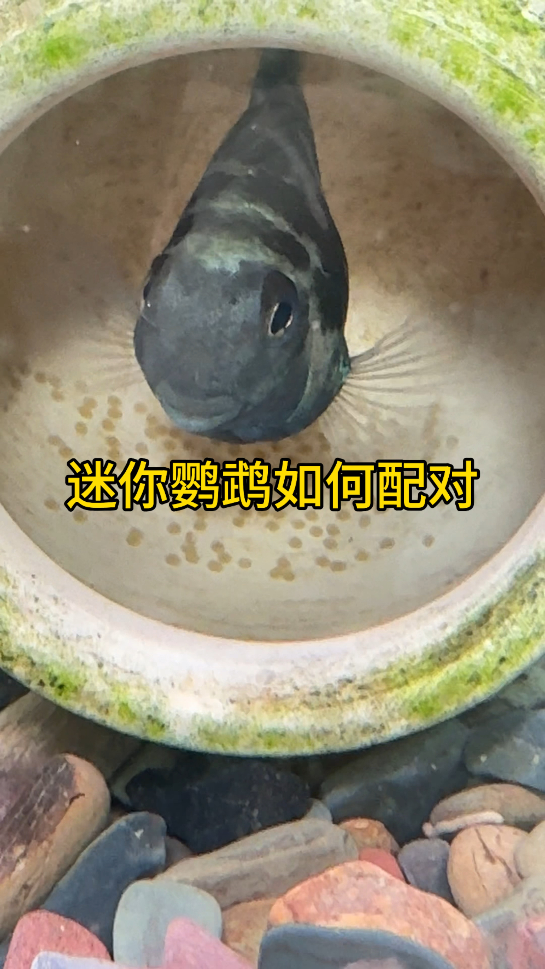 迷你鹦鹉鱼如何配对? #水族 #观赏鱼  #养鱼日记 #迷你鹦鹉鱼