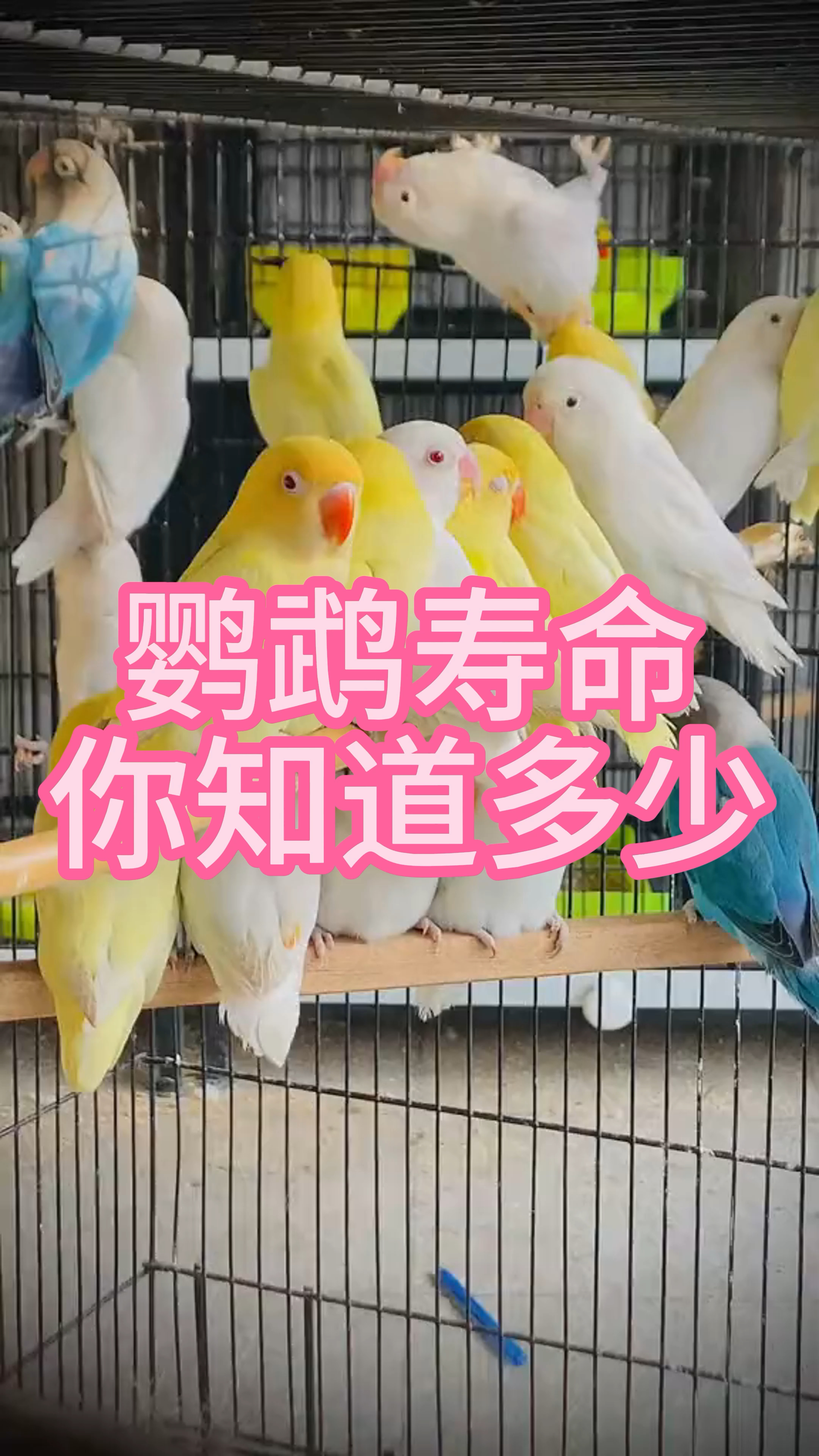 鹦鹉寿命你知道多少
