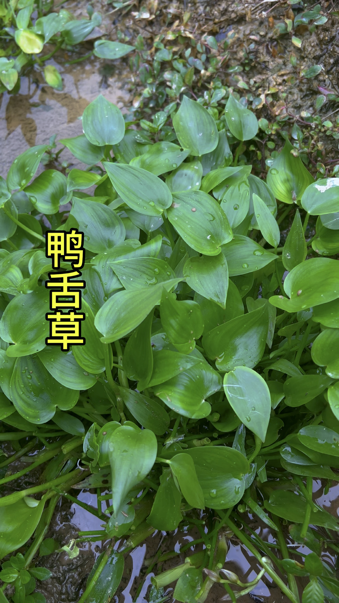 家乡自从没有种田以后 就很少见到鸭舌草了,在你家乡有没有呢