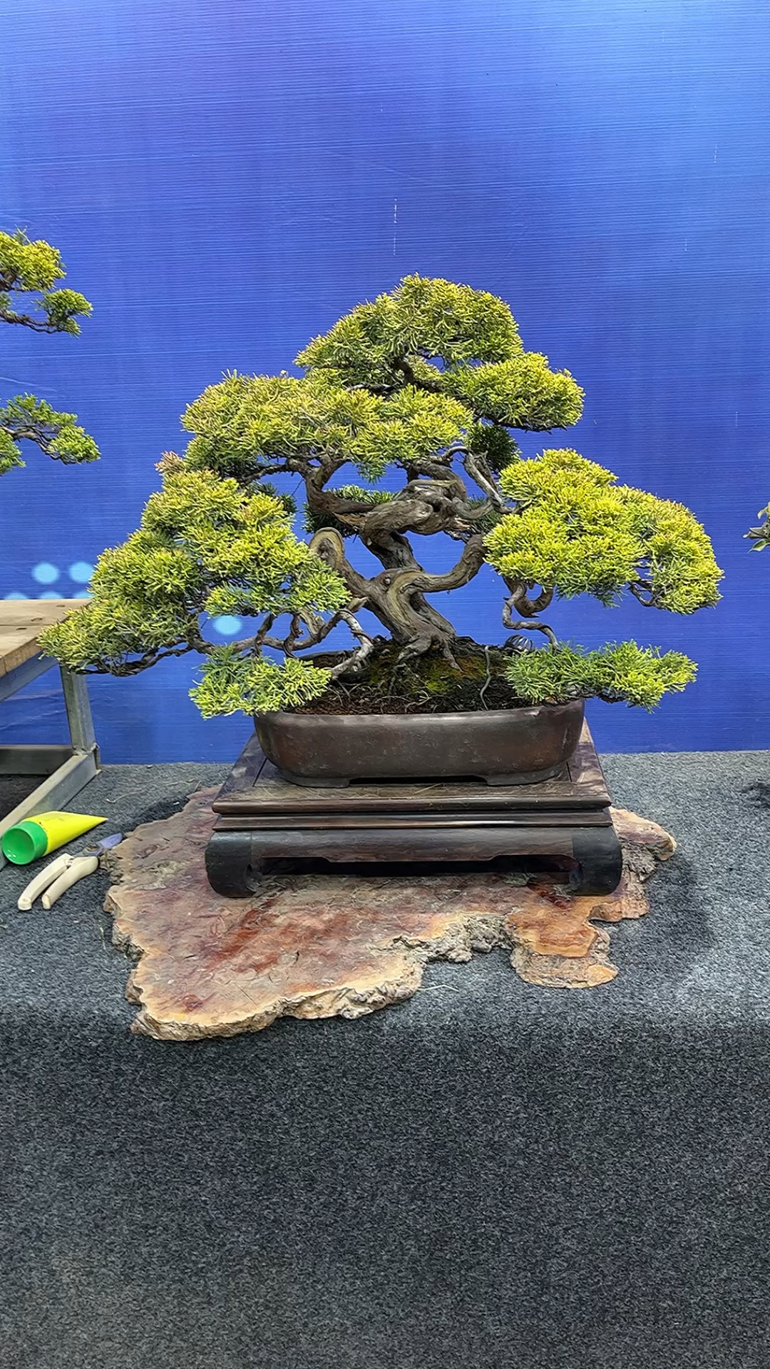 黄金系鱼川真柏。