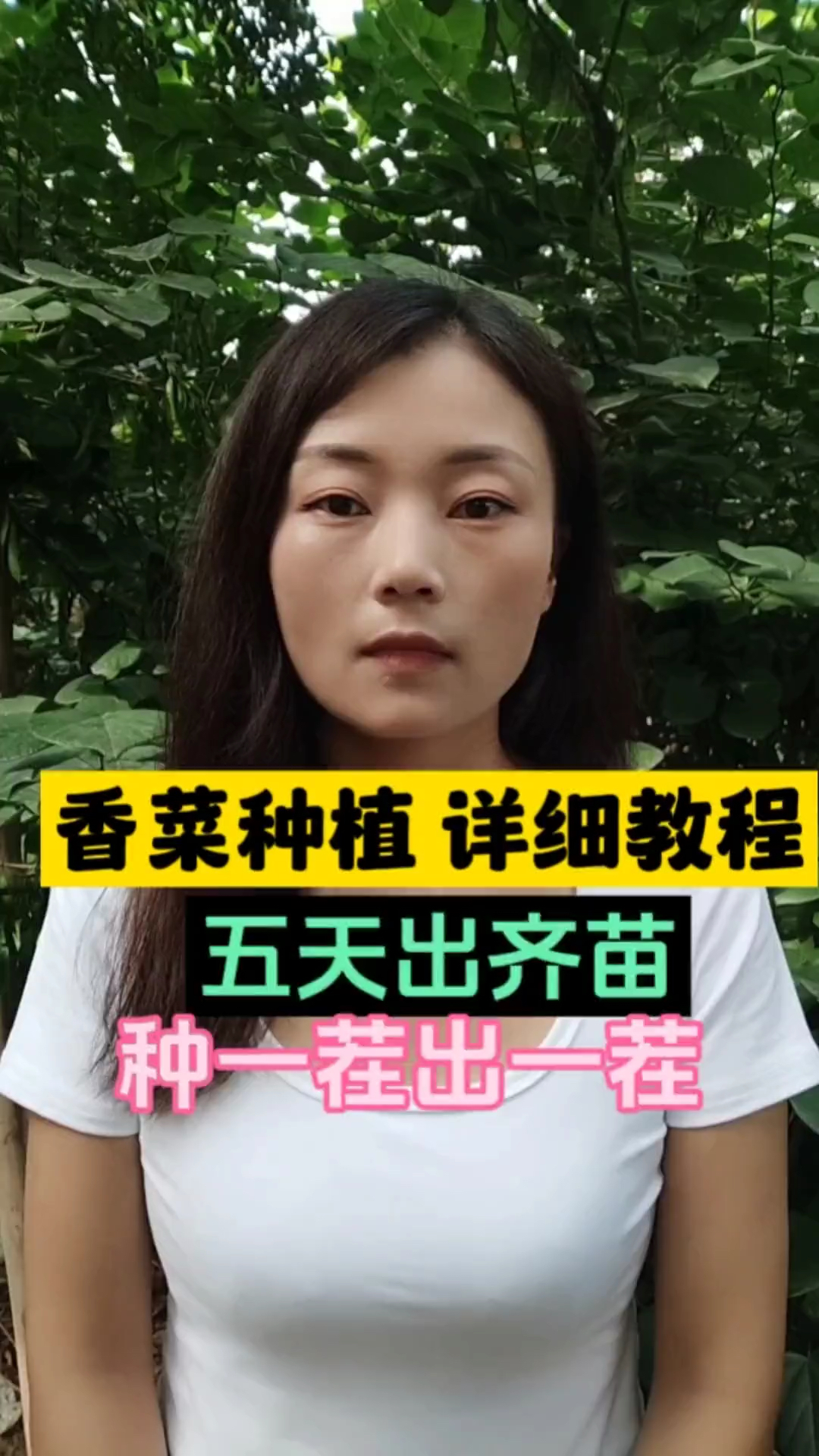 香菜种植详细教程