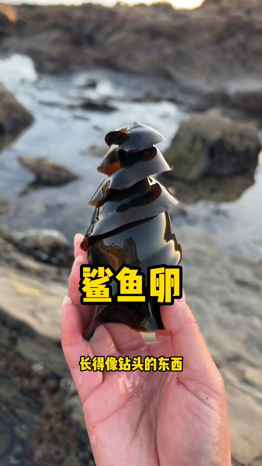 鲨鱼卵原来长这样?