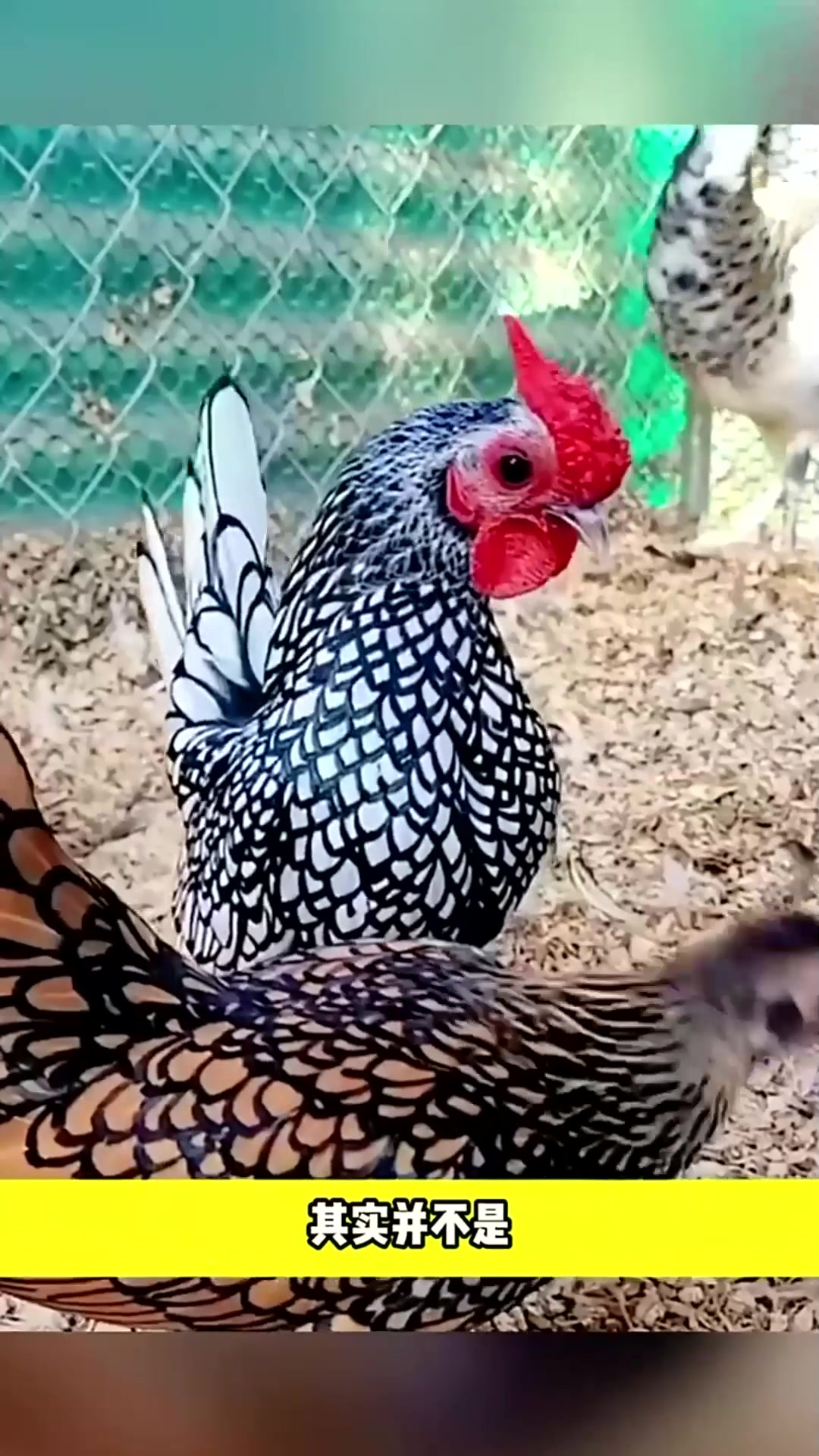 你敢相信吗,这么漂亮的矮脚鸡你见过吗,太漂亮了