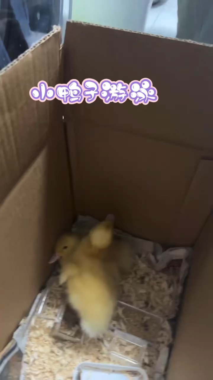 可爱的小鸭子游泳
