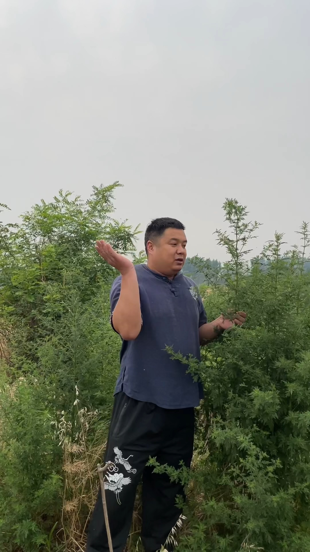 农村常见的「青蒿」别名也叫:黄花蒿和苦蒿子。你见过吗?