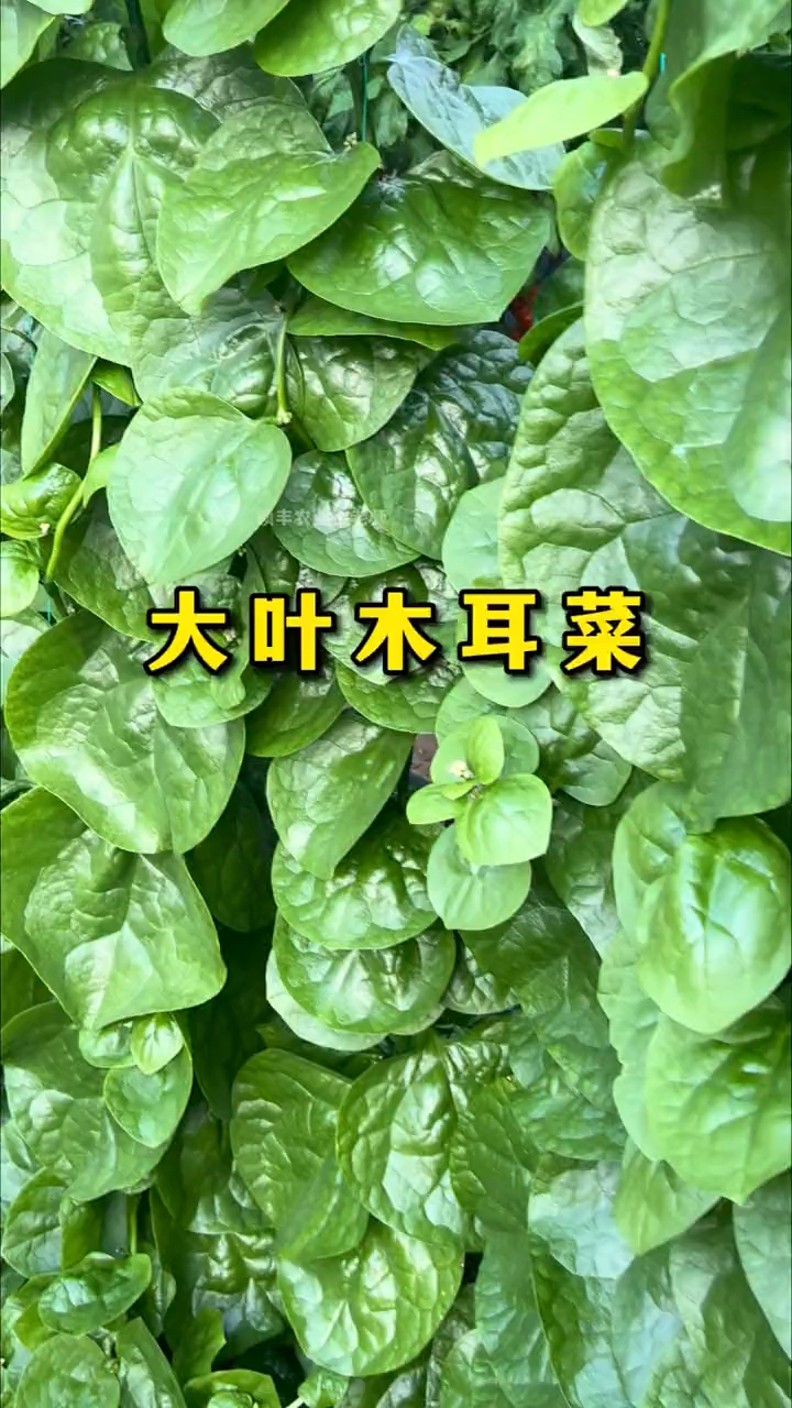 大叶木耳菜耐热蔬菜