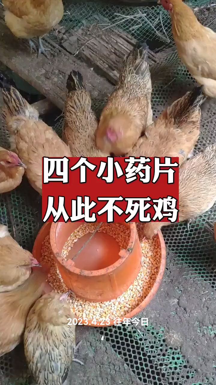 四个小药片儿,从此不死鸡