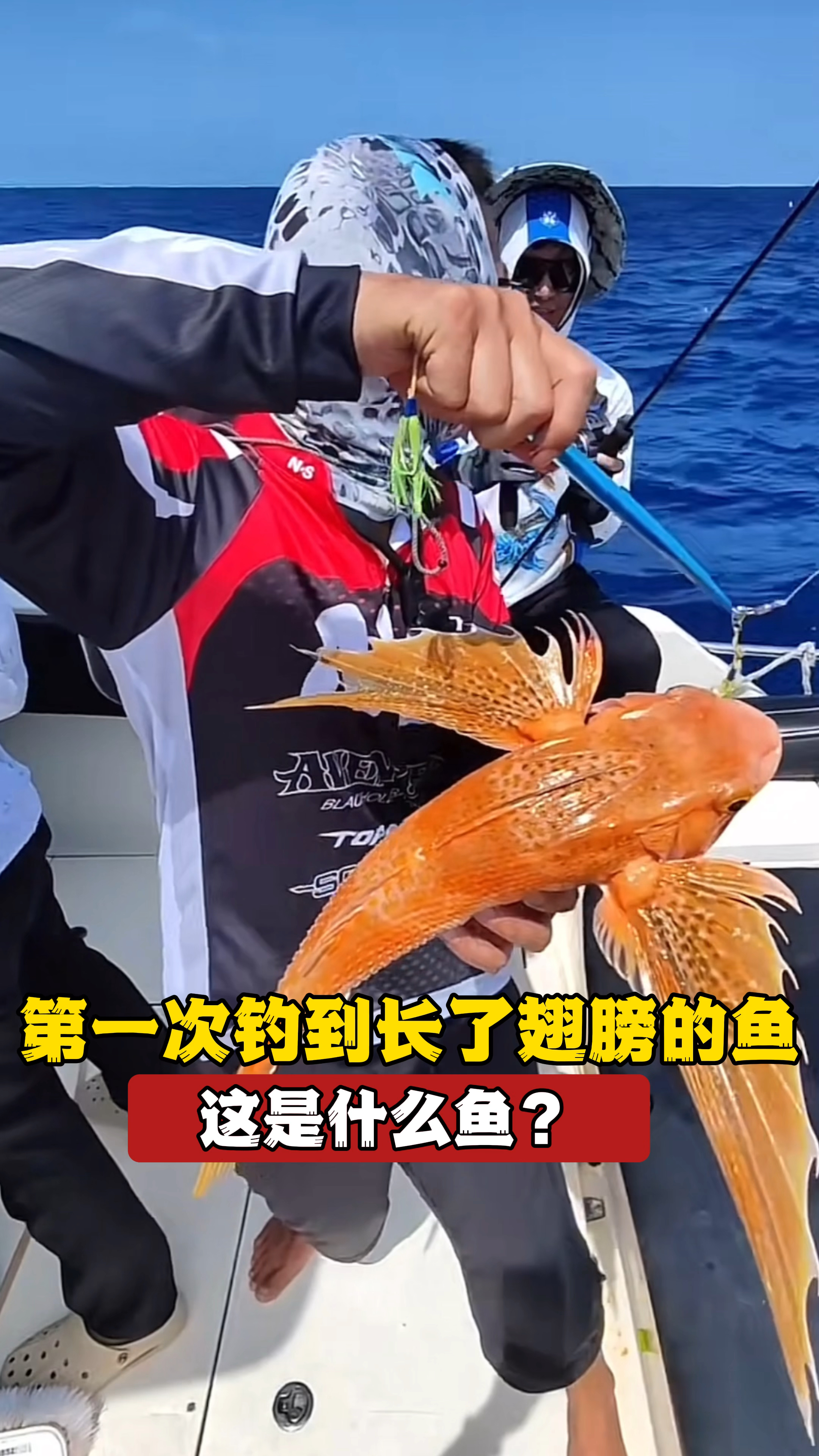 钓这么多年鱼第一次见长翅膀的鱼,有谁认识这是什么鱼?