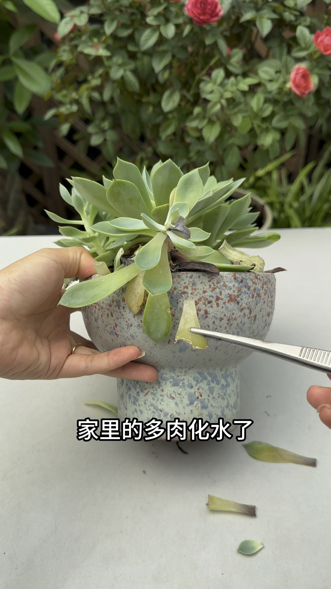 家里的多肉化水了,怎么解决呢? #养花小知识 #多肉