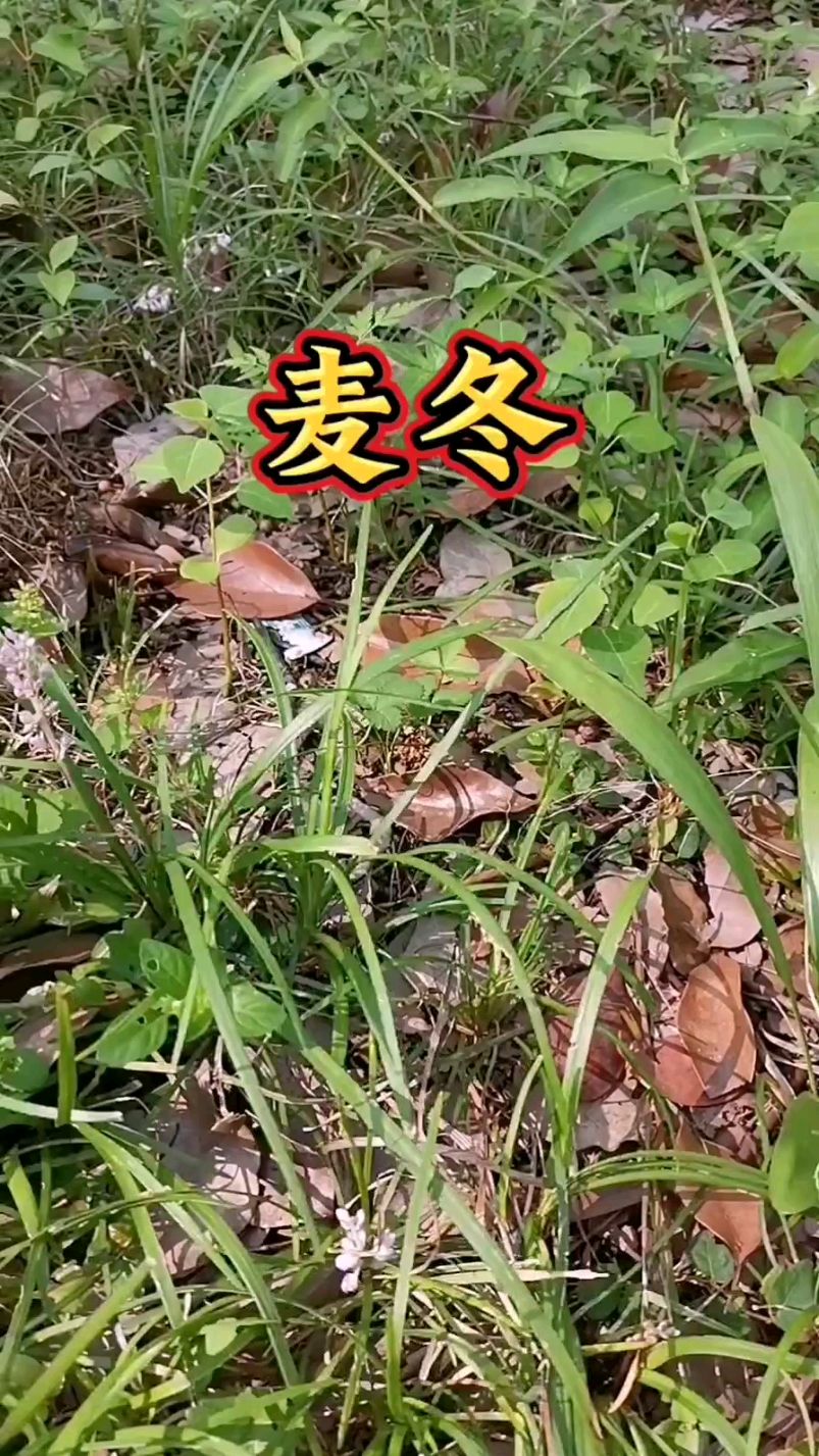 麦冬,大家认识吗?