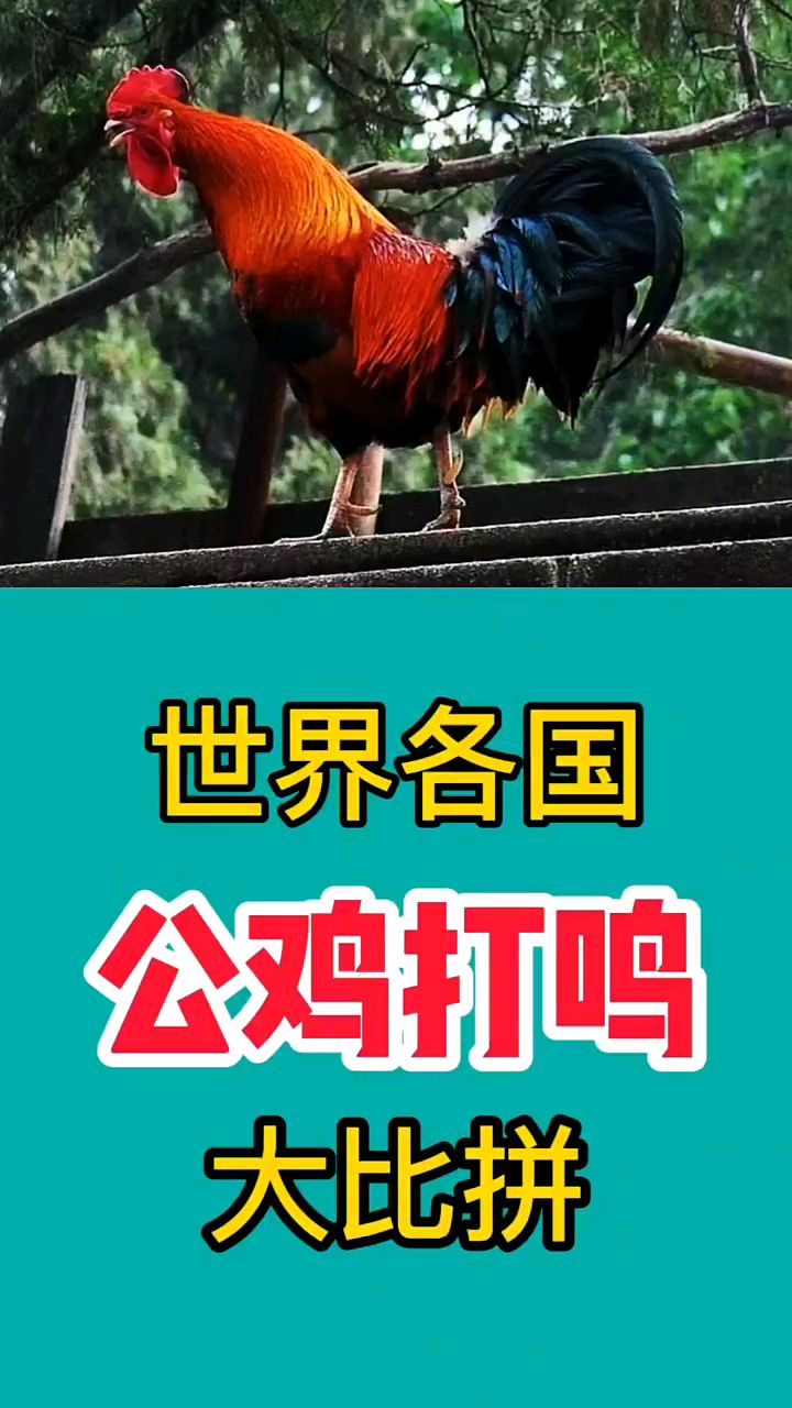 世界各国公鸡打鸣大比拼,俄罗斯的战斗鸡 中国的才是大公鸡