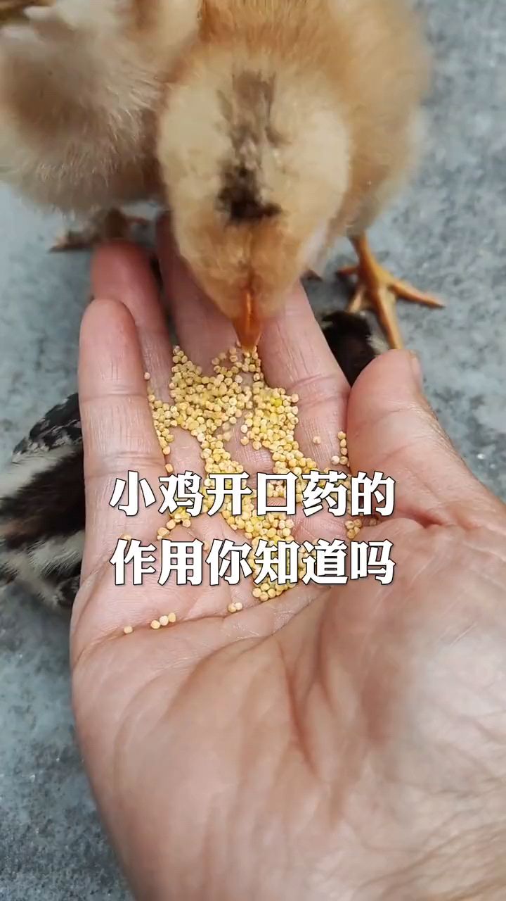 小鸡开口药怎么喂?