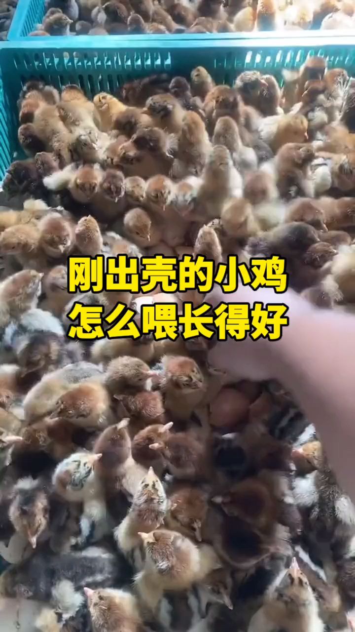 刚出壳小鸡怎么喂呢