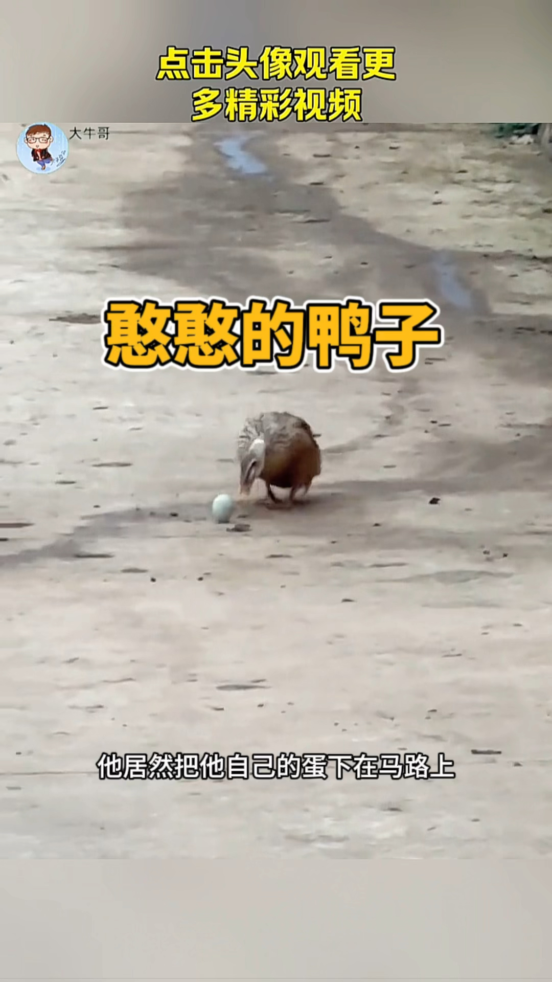 憨憨的鸭子,吃掉了自己的鸭蛋