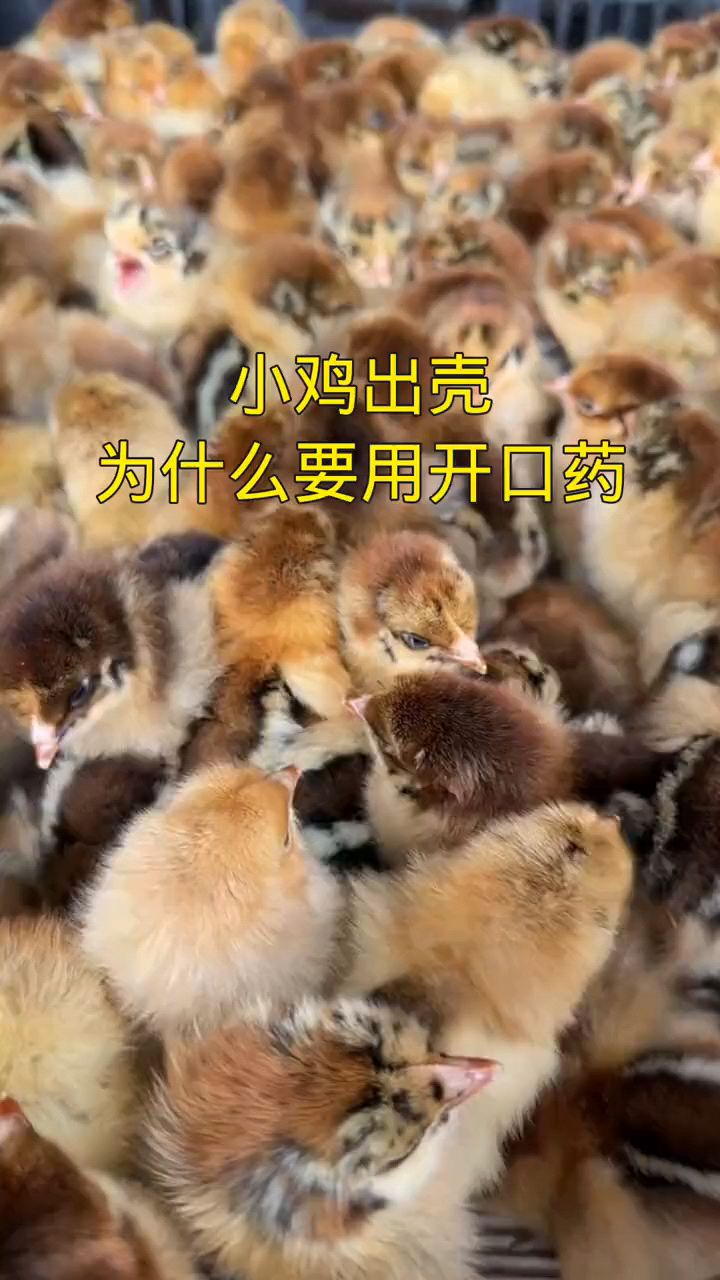 小鸡出壳儿为什么要用开口药?