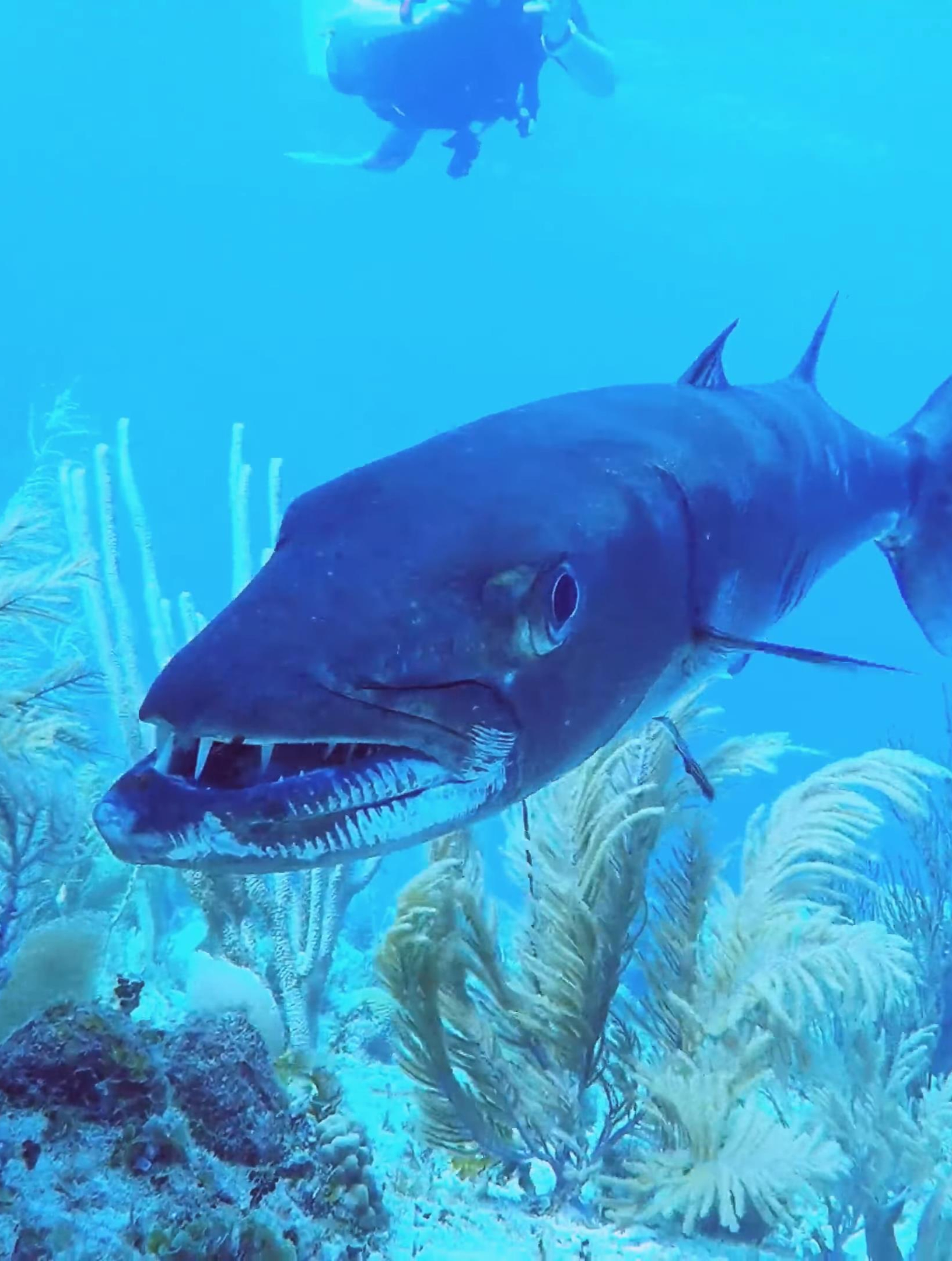 潜水看见它赶紧跑,被它咬到会呕吐